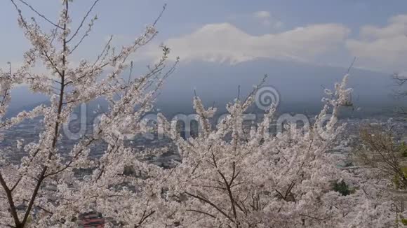 富士山景观和樱花树视频的预览图
