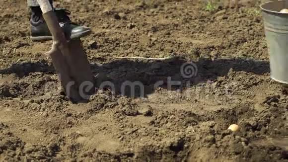 低镜头男人挖坑在土壤和孩子把土豆在里面视频的预览图