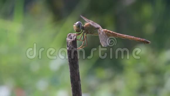 蜻蜓蜻蜓等着树枝捕食视频的预览图