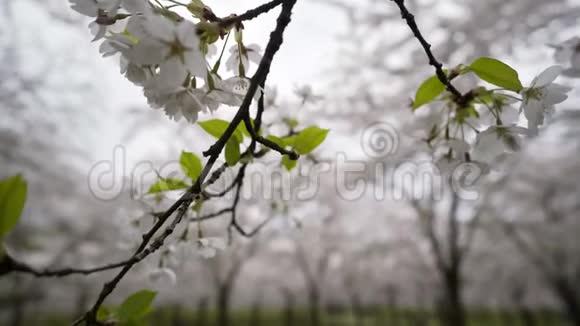 开花的樱桃视频的预览图