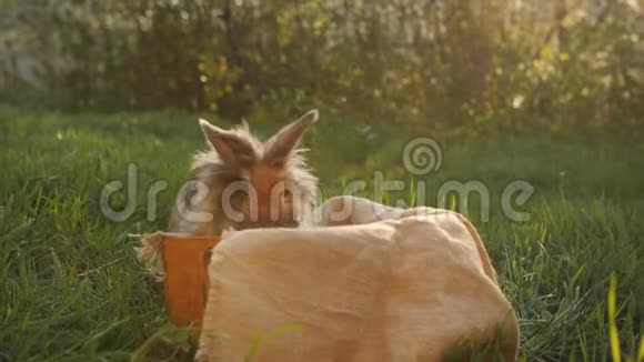 一个小女孩收集复活节彩蛋把它们扔进篮子里篮子里爬着棕色的兔子视频的预览图