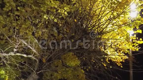 黑夜中的大黄树视频的预览图