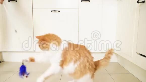 猫在玩棍子视频的预览图