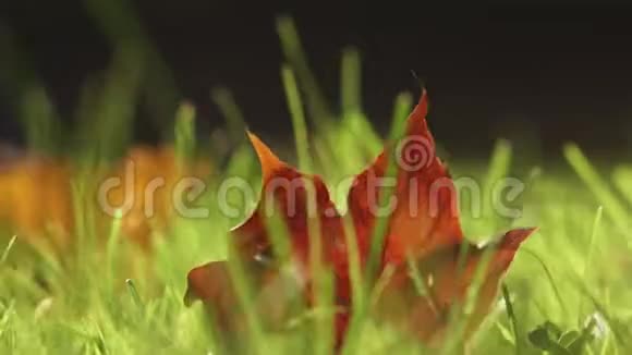 秋天的枫叶在风中视频的预览图