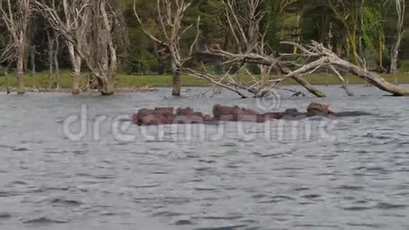 河马在湖水中休息背景是干枯的树挂视频的预览图