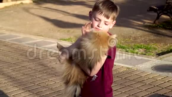 一个小男孩和一只小狗玩波美拉尼亚斯皮茨视频的预览图