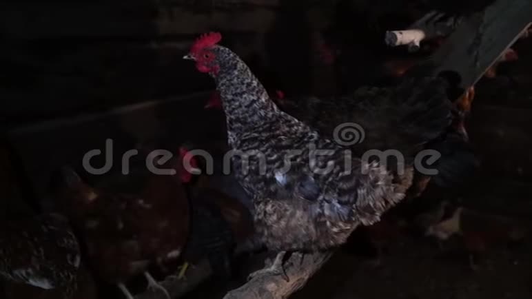 鸡舍里的鸡养鸡场农业视频的预览图