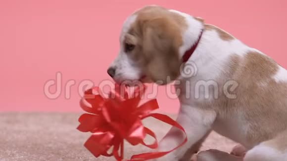 爱玩的狗咬大红蝴蝶结可爱的家庭宠物玩得开心兽医视频的预览图