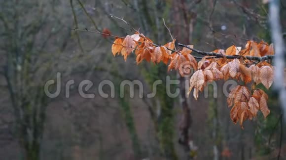 把森林里树枝上的桔子叶关在雨中库存录像秋景视频的预览图