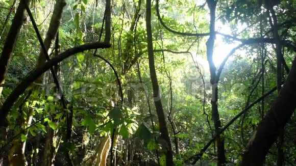 热带森林阳光和水视频的预览图