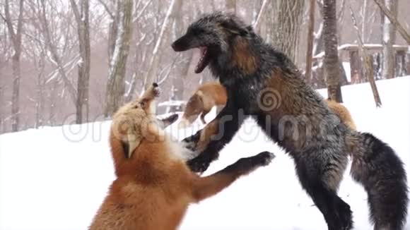 在丛林里狐狸在战斗的慢镜头视频的预览图
