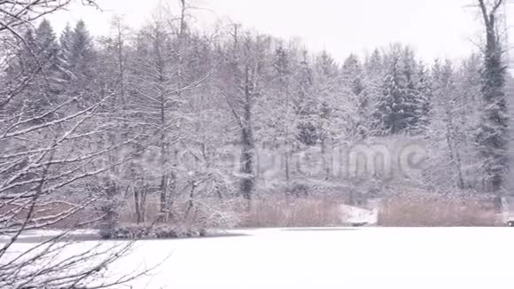 一片美丽的冬原有着一片长满芦苇和冰冻的湖泊视频的预览图