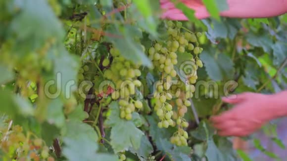 葡萄园里一簇葡萄的特写生产葡萄酒白葡萄品种起泡葡萄酒的概念视频的预览图