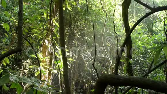 热带森林阳光和水视频的预览图