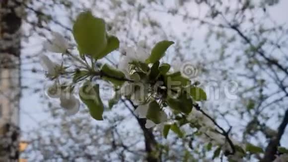 城市公园里一棵开花的苹果树美丽的雪白枝条树花的特写视频的预览图