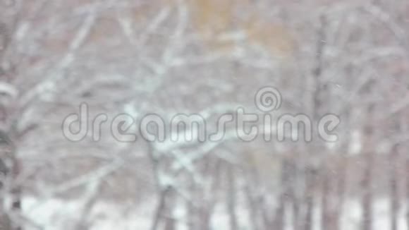 模糊的森林背景上飘落的雪粒视频的预览图