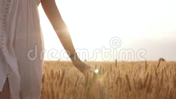 一个穿着白色衣服的女人靠近麦田抚摸着植物夏天晴天晴空万里视频的预览图