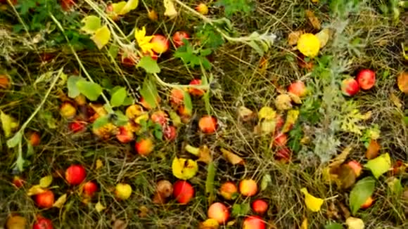 成熟的苹果从苹果树上掉下来躺在草地上在花园的小径上秋景视频的预览图