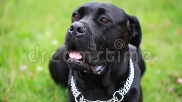一只漂亮的狗凯恩科索严肃地看着相机的肖像特写镜头狗女孩藤科索在田里视频的预览图