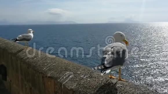 海鸥抚平羽毛视频的预览图