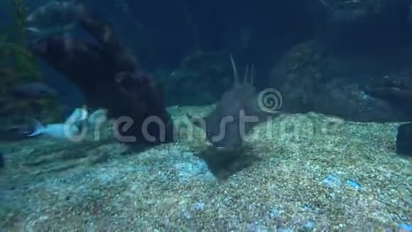 大鲨鱼在海底的沙底上游泳海水视频的预览图