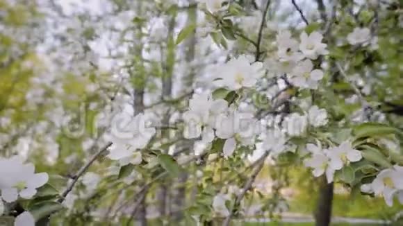 城市公园里一棵开花的苹果树美丽的雪白枝条树的花朵特写视频的预览图
