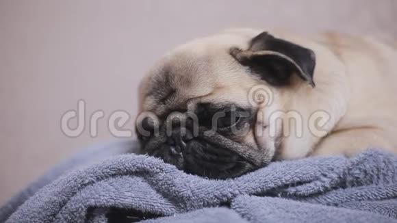 睡在毛巾上的可爱小狗的特写脸视频的预览图