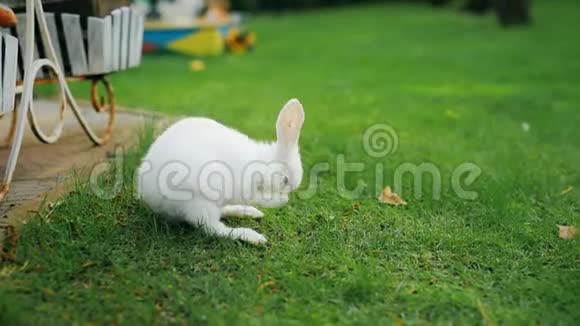 可爱可爱的白色毛茸茸的兔子坐在后院的绿草草坪上小可爱的小兔子在绿色的草地上散步视频的预览图
