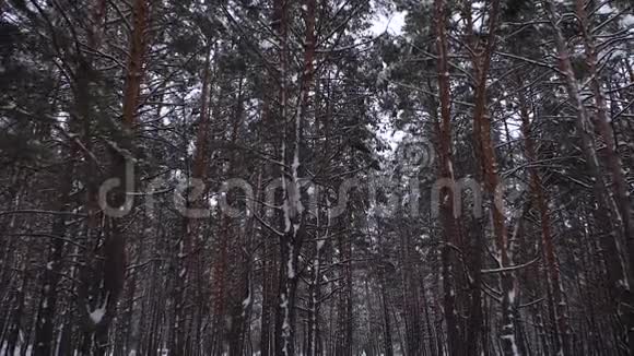 松泊雪冬冬霜日针叶林慢动作视频的预览图
