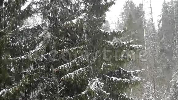 森林冬天视频的预览图