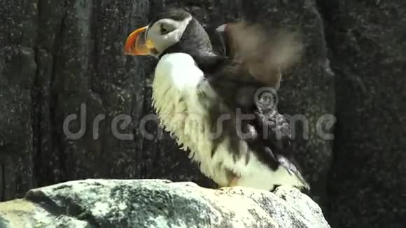 一只野生企鹅视频的预览图