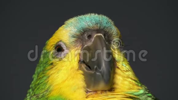 哇哇的亚马逊鹦鹉宝宝视频的预览图