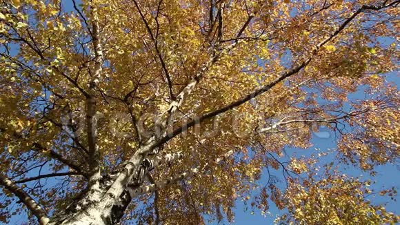 桦树的金叶视频的预览图