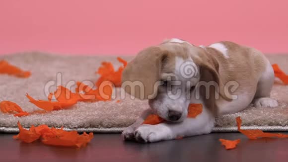 小猎犬小狗在粉红色背景下玩纸可爱的家庭宠物视频的预览图