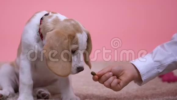小孩用手喂小狗抚摸他的头可爱的家庭宠物关门视频的预览图
