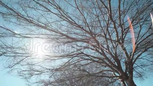 在蓝天和太阳背景下树木的枝条没有叶子视频的预览图
