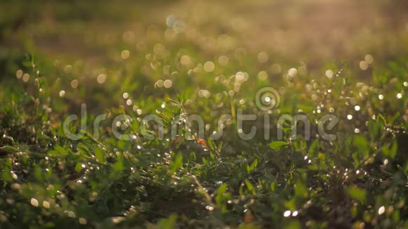 一滴露水滴在绿草上视频的预览图