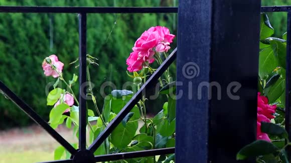 在一个花园里的红玫瑰视频的预览图