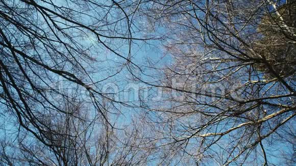 在蓝蓝的天空背景下树枝没有叶子视频的预览图
