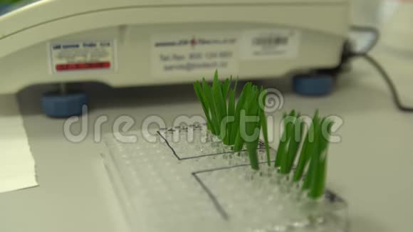 捷克共和国OLOMOUCOCTOBER32018年植物激素科学研究实验室科学家科学视频的预览图