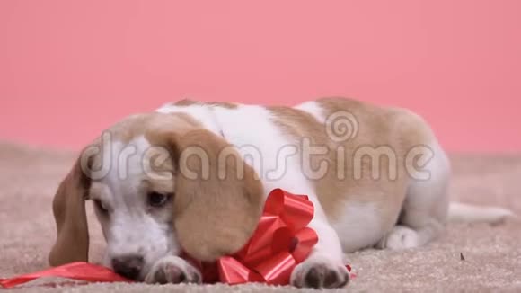 可爱的小狗啃着红蝴蝶结最好的生日礼物带小狗离开避难所慢悠悠视频的预览图