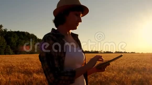 日落背景下麦田里的年轻女农民女孩用平板电脑计划收获圆周运动视频的预览图