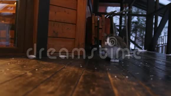 一只可爱的小毛猫坐在屋门附近视频的预览图