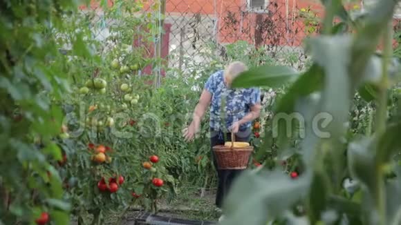 一个女农民在她的花园里采集一个成熟的收获女主人正在灌木丛中寻找成熟的西红柿手里拿着一个视频的预览图