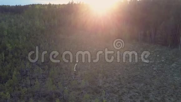 明亮的太阳盘在树顶和黑暗的林间空地上视频的预览图