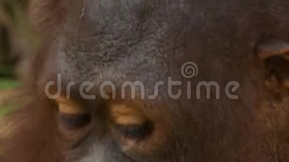 喂养猩猩的特写猩猩乌图岛视频的预览图