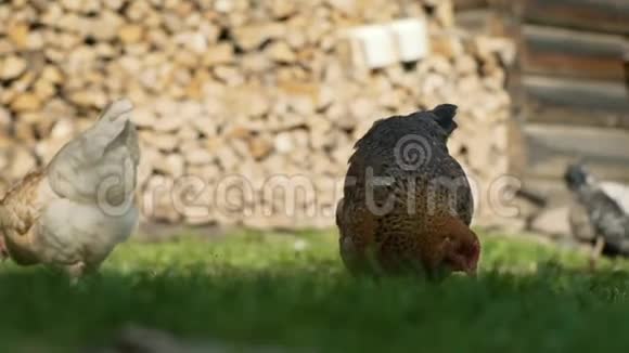 农场院子里的棕色和白色母鸡背景是火木墙视频的预览图