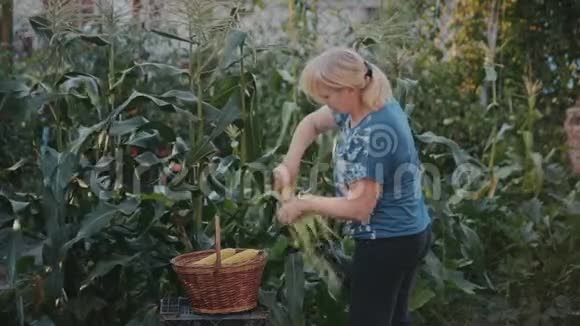 一个女人在她的花园里工作为自己种植所有的食物女主人把谷壳和叶子从玉米里剪下来视频的预览图