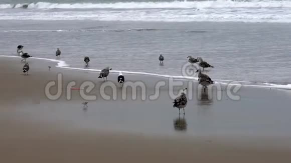 厄瓜多尔圣佩德罗2018年9月15日海鸥在冲浪旁边的海滩上散步视频的预览图