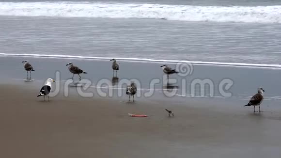 厄瓜多尔圣佩德罗2018年9月15日海滩上的沙游过海鸥视频的预览图
